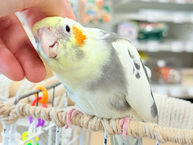 優しいお顔に癒される♥オカメインコ(パイド) 優しいお顔に癒される♥オカメインコ(パイド)