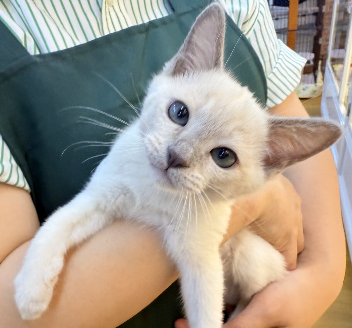 ふみふみが止まりませんっっっ！トンキニーズちゃん🐈