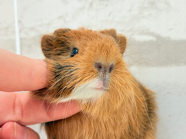 むにむにチョコレート🐹🍫イングリッシュモルモット(男の子) むにむにチョコレート🐹🍫イングリッシュモルモット(男の子)