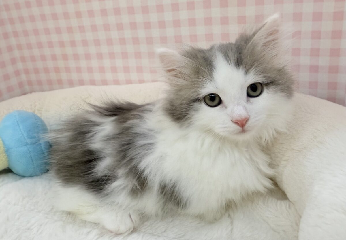 短足が可愛すぎるマンチカンちゃん来ました!! 短足が可愛すぎるマンチカンちゃん来ました!!