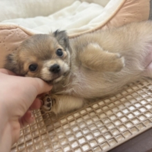 あたちのお腹を堪能してって〜🎶チワワちゃん！