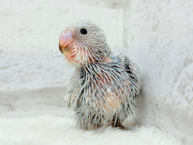 おめめきゅるるんっ🐥🫧プリティーフェイス♥セキセイインコ(スパングル) ヒナ おめめきゅるるんっ🐥🫧プリティーフェイス♥セキセイインコ(スパングル) ヒナ