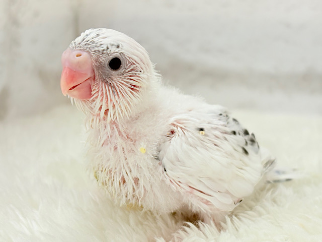 季節外れの雪ん子ベイビー☃️♬セキセイインコ(白ハルクイン) ヒナ 季節外れの雪ん子ベイビー☃️♬セキセイインコ(白ハルクイン) ヒナ