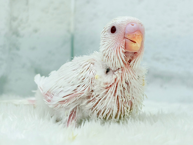 透明感爆発~♩♩純白ホワイト🐣🤍セキセイインコ(アルビノ) ヒナ 透明感爆発~♩♩純白ホワイト🐣🤍セキセイインコ(アルビノ) ヒナ