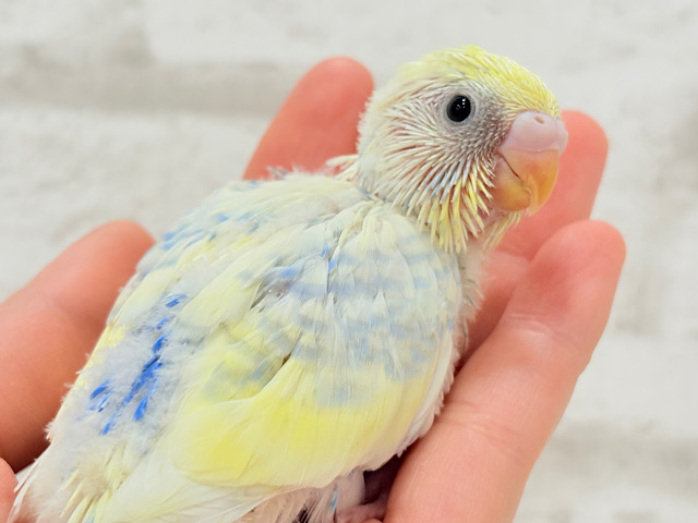 爽やかな色合い🌼お花みたいなカラーの子🐣💛セキセイインコ(パステルレインボーパイド) ヒナ 爽やかな色合い🌼お花みたいなカラーの子🐣💛セキセイインコ(パステルレインボーパイド) ヒナ
