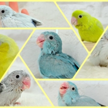ちびっ子沼にハマりませんか！？🐣💖マメルリハフェア🍬