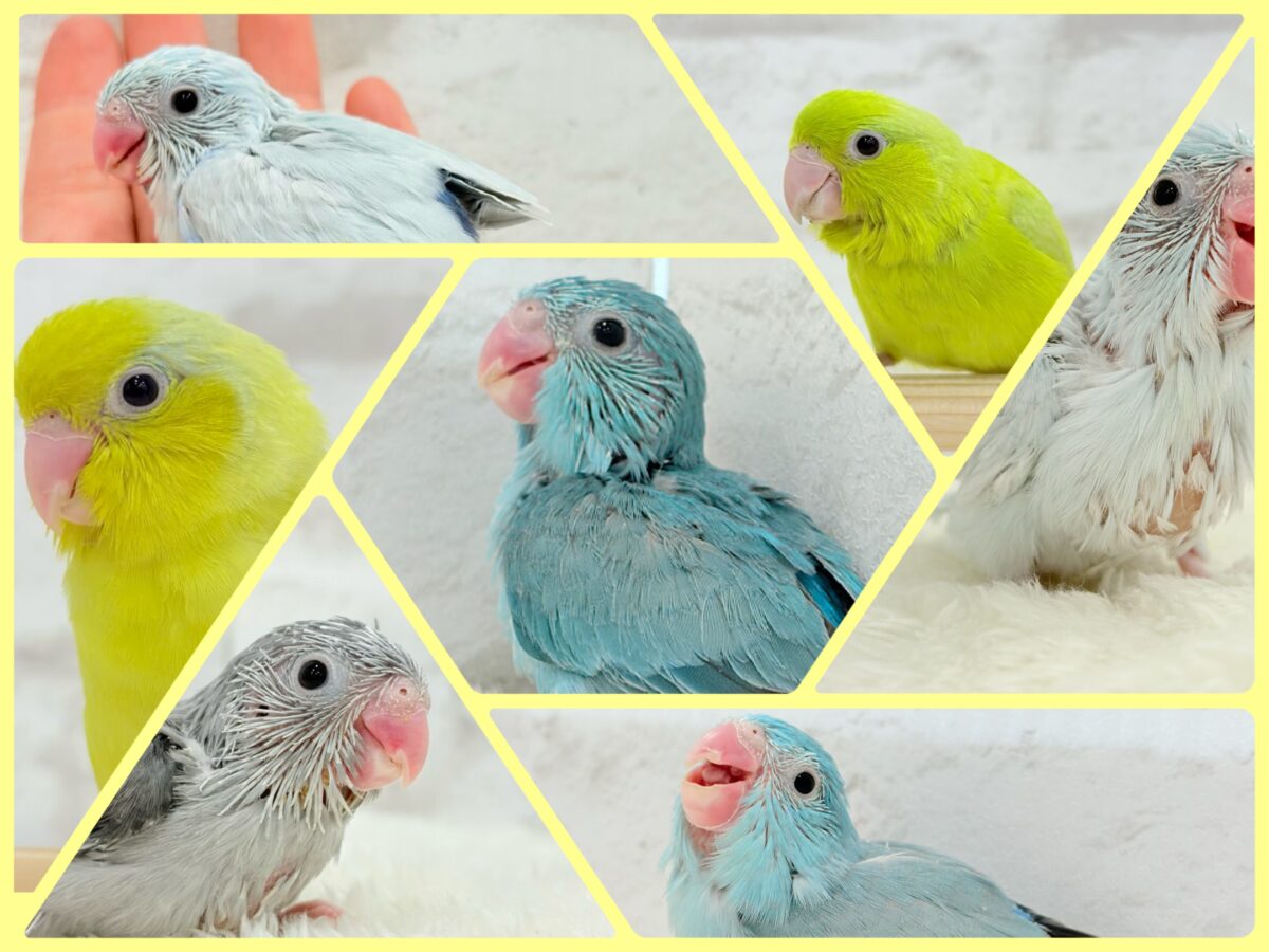 ちびっ子沼にハマりませんか!?🐣💖マメルリハフェア🍬 ちびっ子沼にハマりませんか!?🐣💖マメルリハフェア🍬