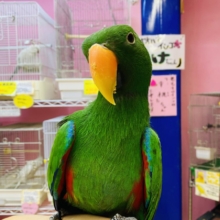 最新動画有ります🎥可愛い声で甘えちゃうぞ〜ッッ💕オオハナインコの男の子‼️