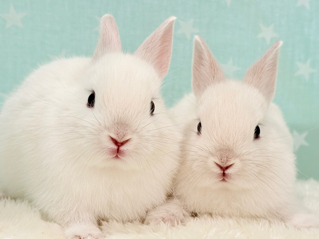 美形兄弟🐰🤍魅力ありすぎ☆ネザーランドドワーフ(フロスティ) 男の子 美形兄弟🐰🤍魅力ありすぎ☆ネザーランドドワーフ(フロスティ) 男の子