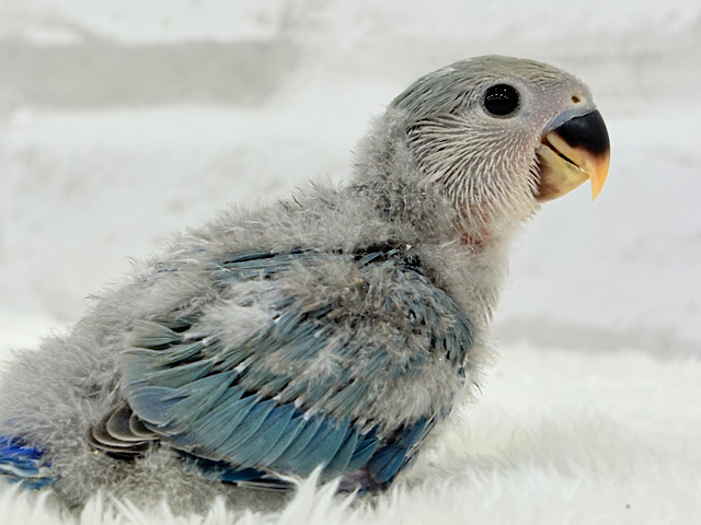 わた毛たっぷりヒナヒナちゃん🐣🫧コザクラインコ(ブルーチェリー) ヒナ わた毛たっぷりヒナヒナちゃん🐣🫧コザクラインコ(ブルーチェリー) ヒナ