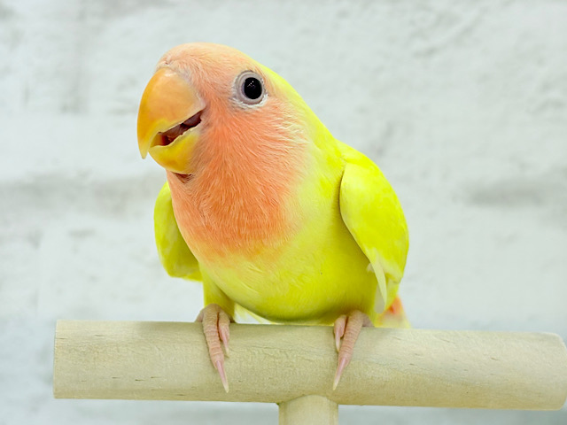 【最新画像更新🪄】もぎたて🫧フレッシュフルーツ🍋コザクラインコ(ルチノー) ヒナ 【最新画像更新🪄】もぎたて🫧フレッシュフルーツ🍋コザクラインコ(ルチノー) ヒナ