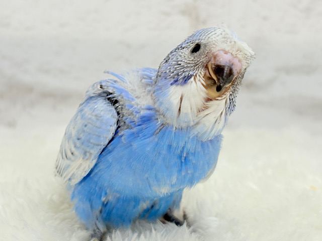 【最新画像更新🪄】ちょびっとくせ毛がクセになる🐥セキセイインコ(スパングル) ヒナ 【最新画像更新🪄】ちょびっとくせ毛がクセになる🐥セキセイインコ(スパングル) ヒナ