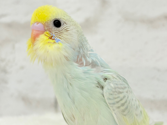 【最新画像更新🪄】しゅわしゅわっと🍬🫧ラムネちゃん🐥◎セキセイインコ(パステルカラーレインボースパングル) ヒナ 【最新画像更新🪄】しゅわしゅわっと🍬🫧ラムネちゃん🐥◎セキセイインコ(パステルカラーレインボースパングル) ヒナ