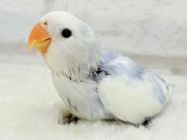 【最新画像更新🪄】わた毛おぱんつ天使降臨🐣💜コザクラインコ(バイオレットオパーリンパイド) ヒナ 【最新画像更新🪄】わた毛おぱんつ天使降臨🐣💜コザクラインコ(バイオレットオパーリンパイド) ヒナ