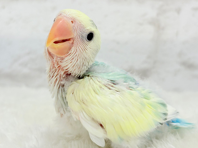 【最新画像更新🪄】頭に入った模様がトレードマーク🐣⚡️🍏コザクラインコ(ブルーチェリーオパーリンパイド) ヒナ 【最新画像更新🪄】頭に入った模様がトレードマーク🐣⚡️🍏コザクラインコ(ブルーチェリーオパーリンパイド) ヒナ
