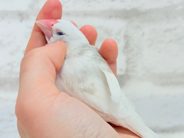 【最新画像更新🪄ひとり餌になりました☆】しろもちコンビ🐣🤍白文鳥 ヒナ 【最新画像更新🪄ひとり餌になりました☆】しろもちコンビ🐣🤍白文鳥 ヒナ