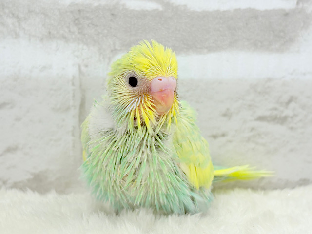 アイドル級💖ベビーフェイス🐣💚セキセイインコ(パステルカラーレインボー) ヒナ アイドル級💖ベビーフェイス🐣💚セキセイインコ(パステルカラーレインボー) ヒナ