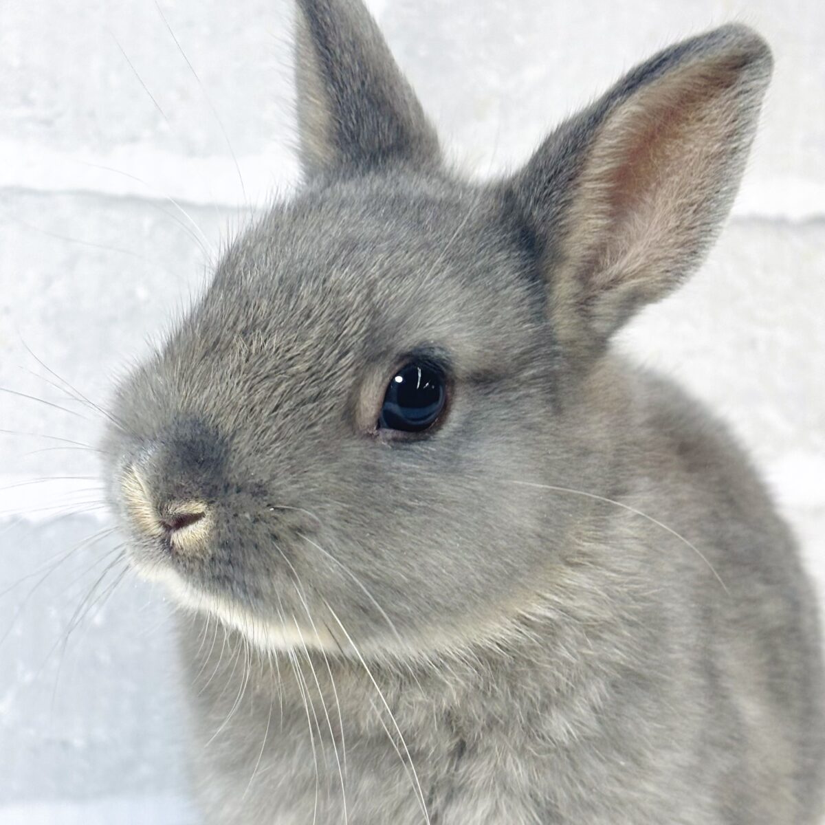 ネザーランドドワーフラビット オパール 女の子 🐰𓂃◌𓈒𓐍🫧‪⟡.·