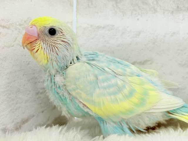 淡々ソーダカラー🐣🫧セキセイインコ(パステルレインボー) ヒナ 淡々ソーダカラー🐣🫧セキセイインコ(パステルレインボー) ヒナ