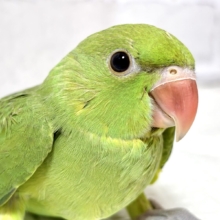 ワカケホンセイインコ(月の輪インコ)  ノーマル  💚🍏