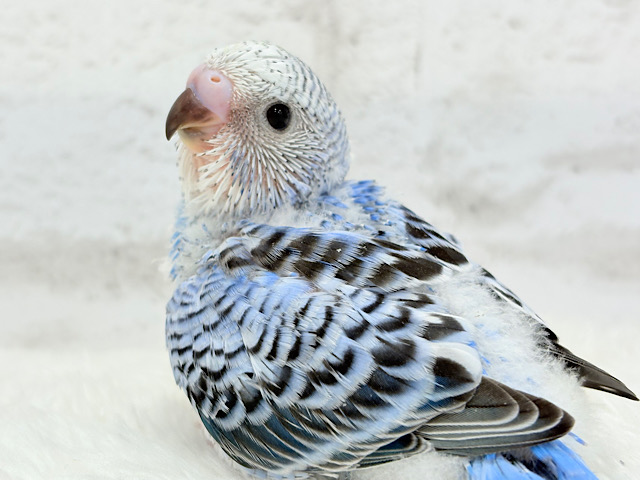 セキセイ界のアイドルです🐣✨セキセイインコ(オパーリン) ヒナ セキセイ界のアイドルです🐣✨セキセイインコ(オパーリン) ヒナ