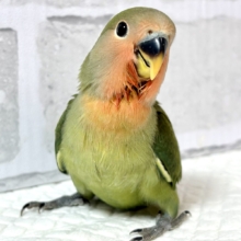 コザクラインコ  ダークグリーン  🌱‬🌳⋆⁎