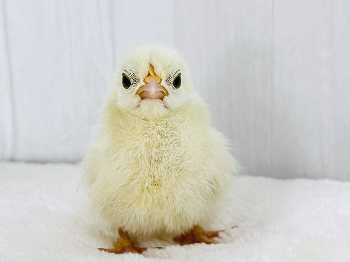 ぴよぴよ再び‼︎チャボのひよこさん♡🐣 ぴよぴよ再び‼︎チャボのひよこさん♡🐣