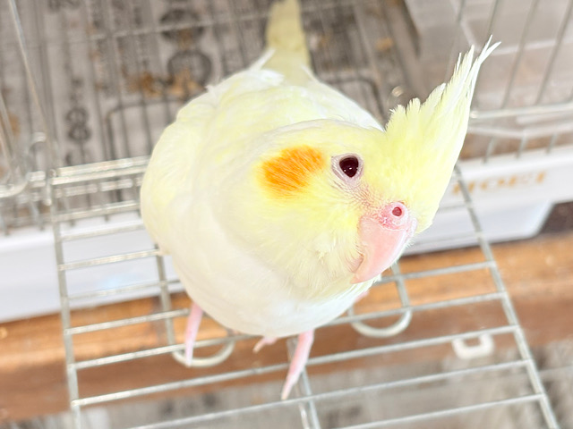 【最新画像更新🪄】あどけなさ残る表情♡オカメインコ(ルチノーパール) 【最新画像更新🪄】あどけなさ残る表情♡オカメインコ(ルチノーパール)
