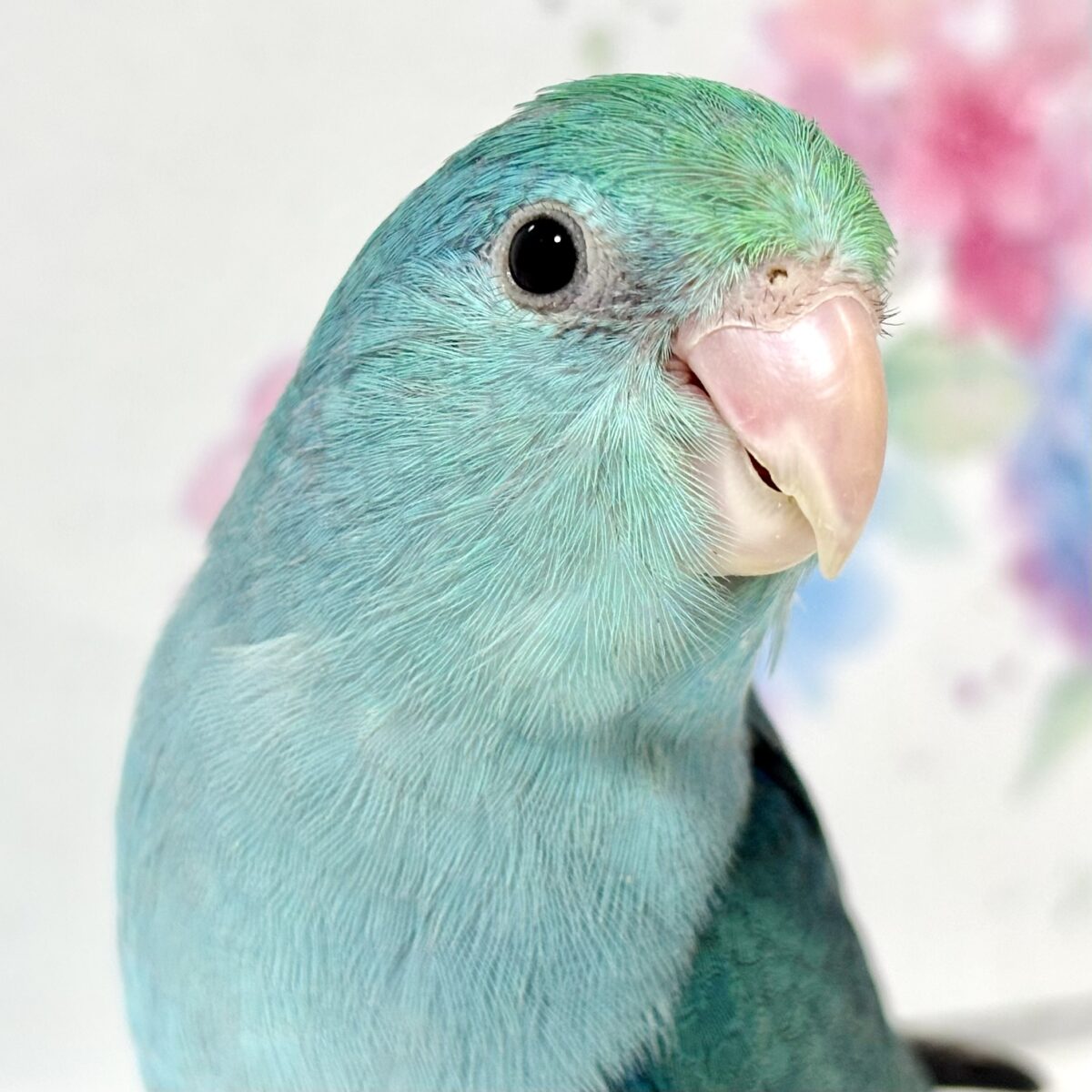 マメルリハ ターコイズルチダー 💚🐬💎