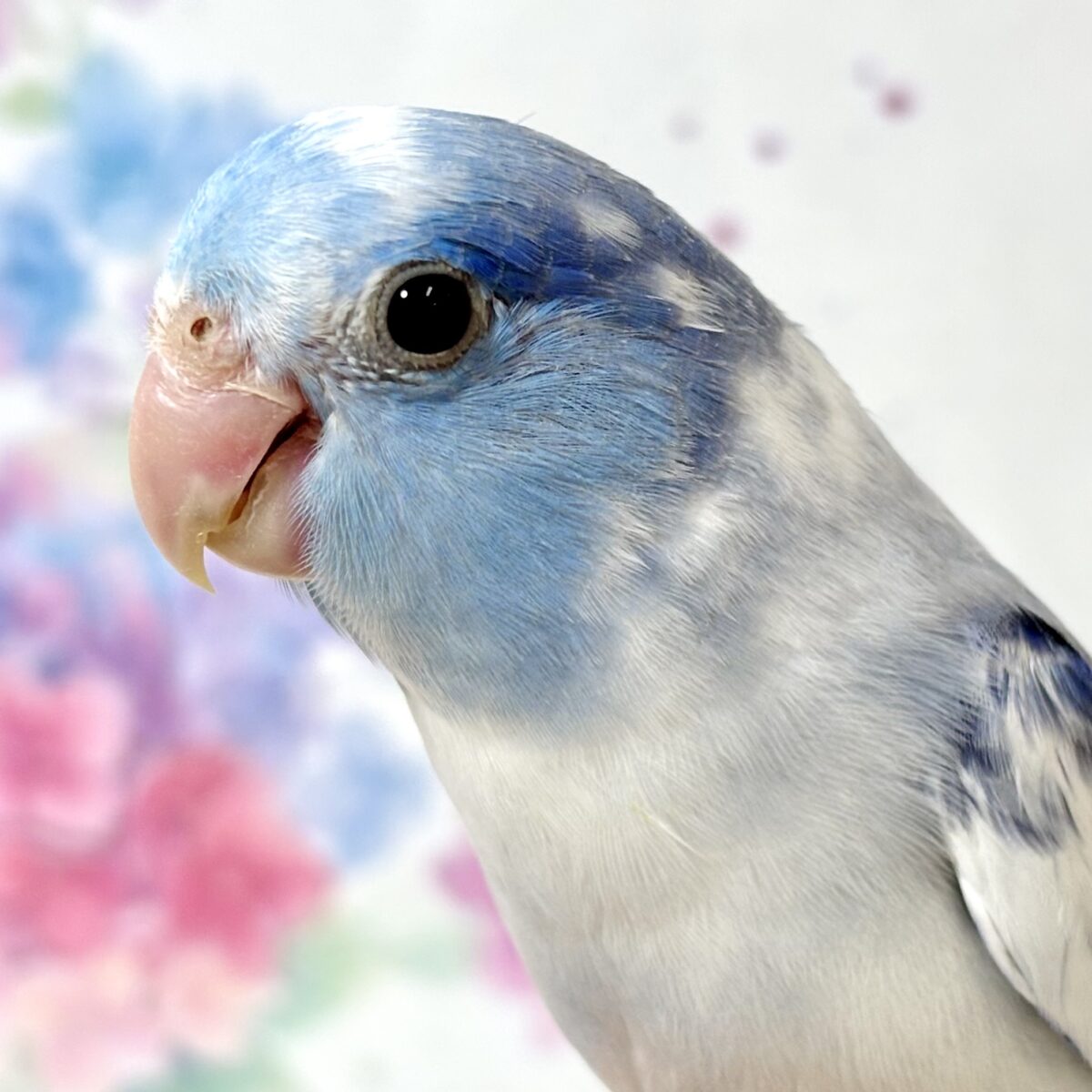 マメルリハ ヘビーパイドコバルト 男の子 💙‎🤍🪼