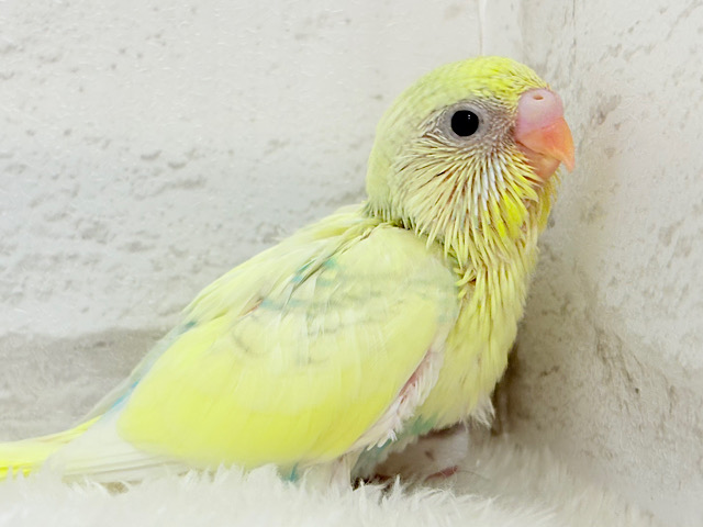 お花みたいな色合い🐣🌼セキセイインコ(パステルカラーレインボーパイド) ヒナ お花みたいな色合い🐣🌼セキセイインコ(パステルカラーレインボーパイド) ヒナ