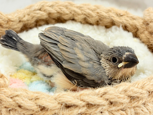 特技はどこでも寝れること🐣💤桜文鳥 ヒナ 特技はどこでも寝れること🐣💤桜文鳥 ヒナ