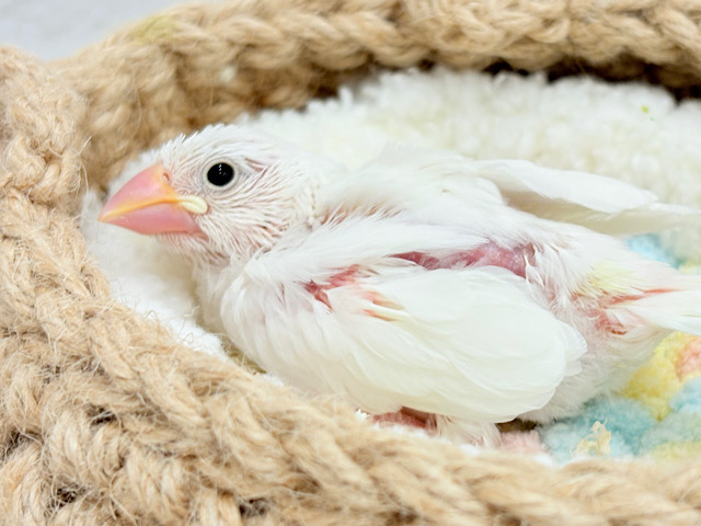 真っ白もちもち🐣🍡白文鳥 ヒナ 真っ白もちもち🐣🍡白文鳥 ヒナ