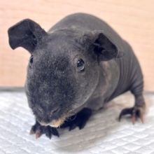 スキニーギニアピッグ  3色  女の子  🎀🖤⋆𝜗𝜚.*‬