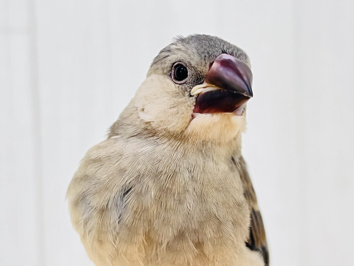 お目目パッチリ✨👀慣れ度急上昇中〜❤️桜文鳥です🌸
