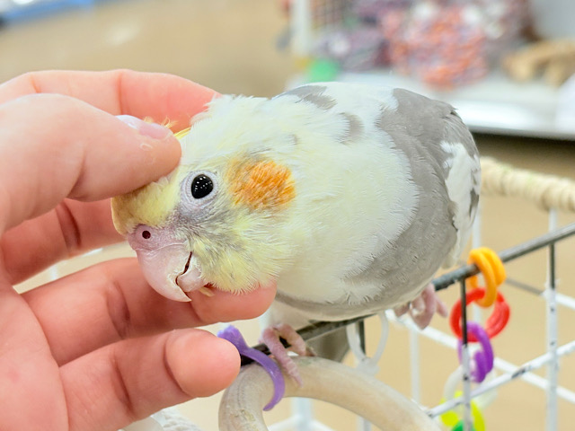 【最新画像更新🪄】目指すよ♡デレデレオカメちゃん♡オカメインコ(パイド) 【最新画像更新🪄】目指すよ♡デレデレオカメちゃん♡オカメインコ(パイド)