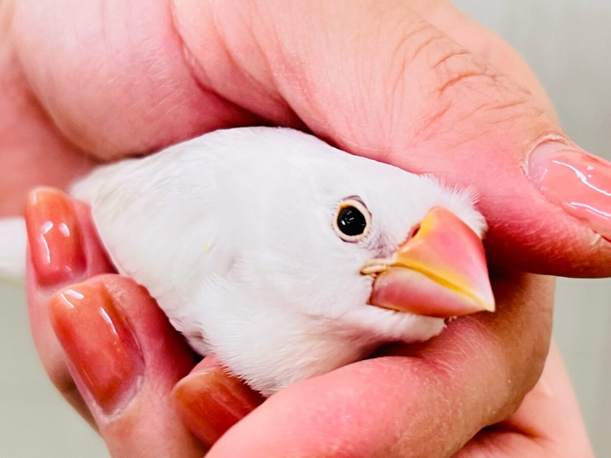 手に吸い込まれる〜🌪️背中グレーの白文鳥♡ 手に吸い込まれる〜🌪️背中グレーの白文鳥♡