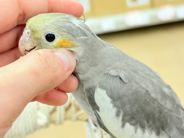 オカメ沼、深いです🩶オカメインコ(ノーマル) オカメ沼、深いです🩶オカメインコ(ノーマル)