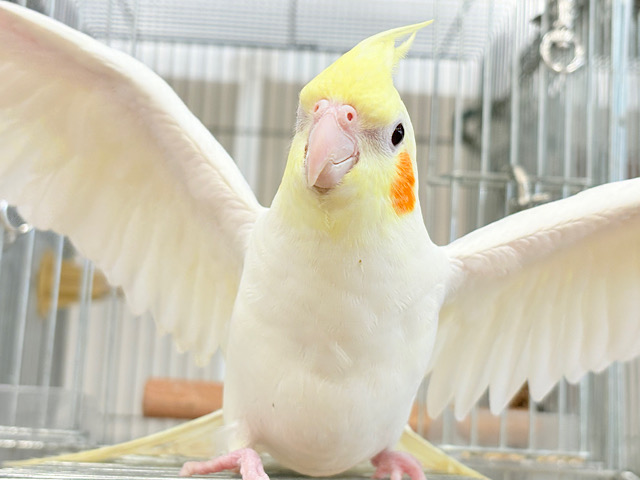 場馴れNo.1オカメちゃん🐥🪅オカメインコ(ルチノー) 場馴れNo.1オカメちゃん🐥🪅オカメインコ(ルチノー)