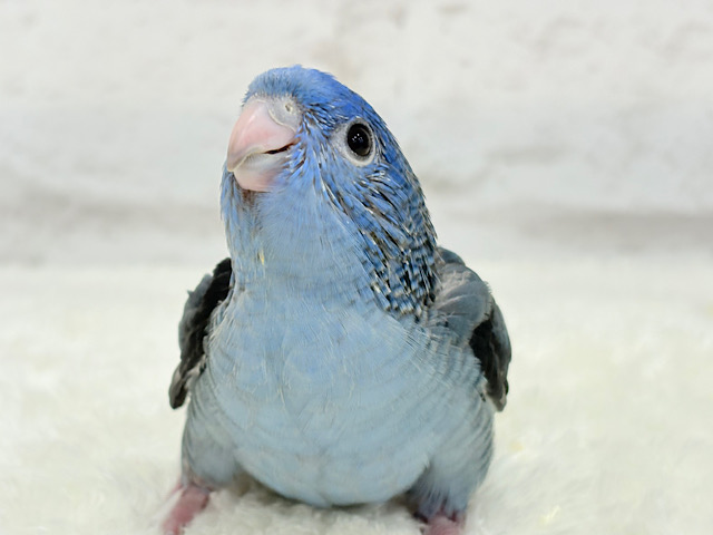 元気いっぱい☆ピーポポポ🐥🪅💙サザナミインコ(コバルト) ヒナ 元気いっぱい☆ピーポポポ🐥🪅💙サザナミインコ(コバルト) ヒナ