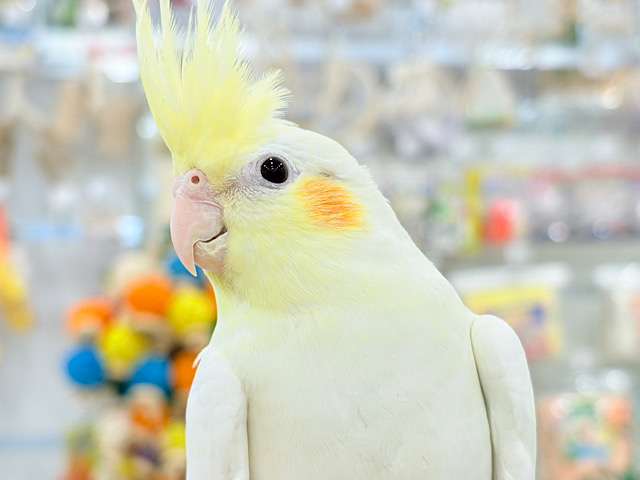 おしとやか系?美人さん🐥💛オカメインコ(ルチノー) おしとやか系?美人さん🐥💛オカメインコ(ルチノー)