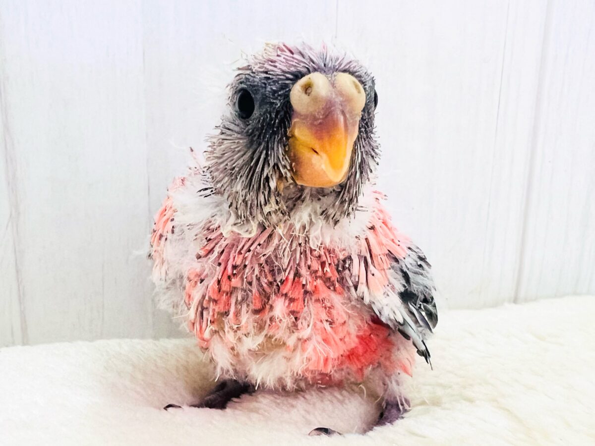 ぷっくりお鼻🐽ぱやぱやローズ🌹アキクサインコ入舎しました ぷっくりお鼻🐽ぱやぱやローズ🌹アキクサインコ入舎しました