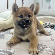 ステップダンスが得意なの〜🎶柴犬ちゃん！