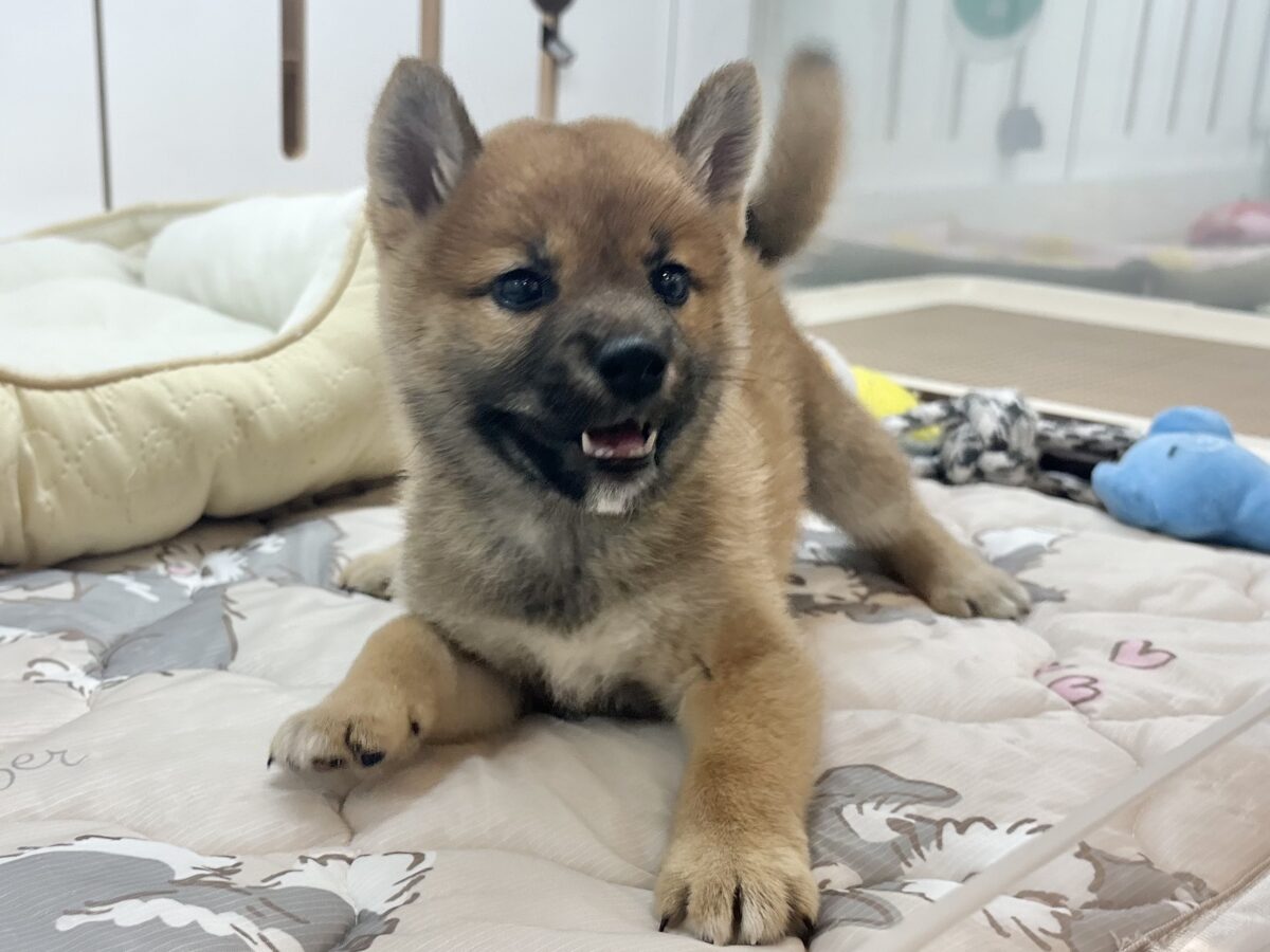 ステップダンスが得意なの〜🎶柴犬ちゃん！