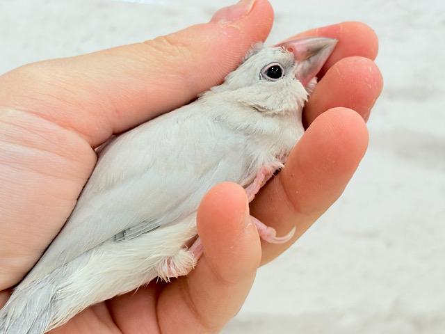 【最新画像更新🪄ひとり餌になりました☆】未来はゴージャス文鳥さっ🕊🩶シルバー文鳥 ヒナ 【最新画像更新🪄ひとり餌になりました☆】未来はゴージャス文鳥さっ🕊🩶シルバー文鳥 ヒナ