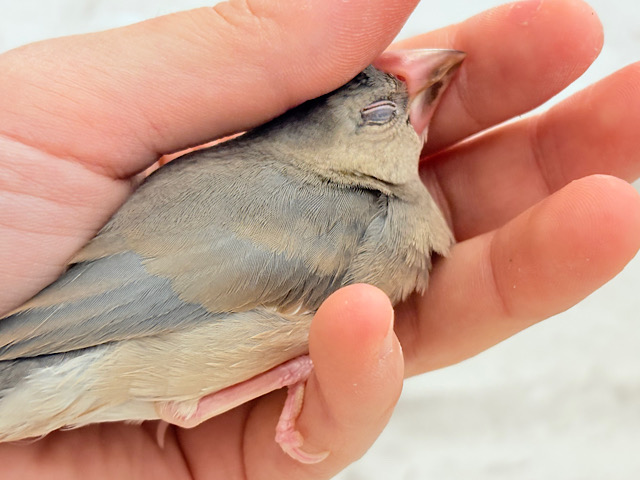 【最新画像更新🪄ひとり餌になりました☆】きらきらおめめに映る世界🐣🫧桜文鳥 ヒナ 【最新画像更新🪄ひとり餌になりました☆】きらきらおめめに映る世界🐣🫧桜文鳥 ヒナ
