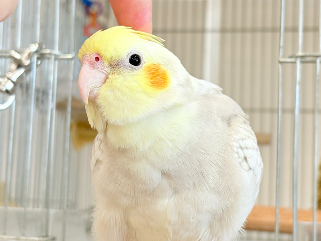 【最新画像更新🪄】ふんわりラテカラー🐥☕️オカメインコ(シナモンパールパイド) 【最新画像更新🪄】ふんわりラテカラー🐥☕️オカメインコ(シナモンパールパイド)
