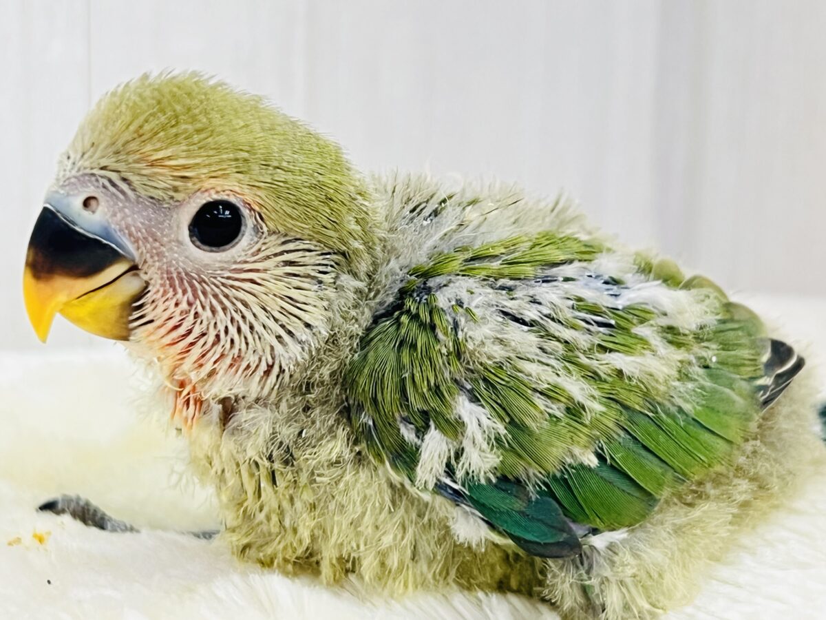 パッと花咲くかな❓🌺小桜インコのノーマル💚 パッと花咲くかな❓🌺小桜インコのノーマル💚