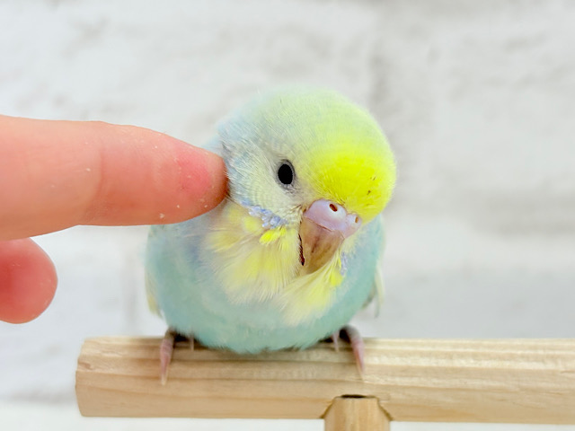 【最新画像更新🪄】甘々クリームソーダちゃん🍹🫧セキセイインコ(パステルカラーレインボー) ヒナ 【最新画像更新🪄】甘々クリームソーダちゃん🍹🫧セキセイインコ(パステルカラーレインボー) ヒナ
