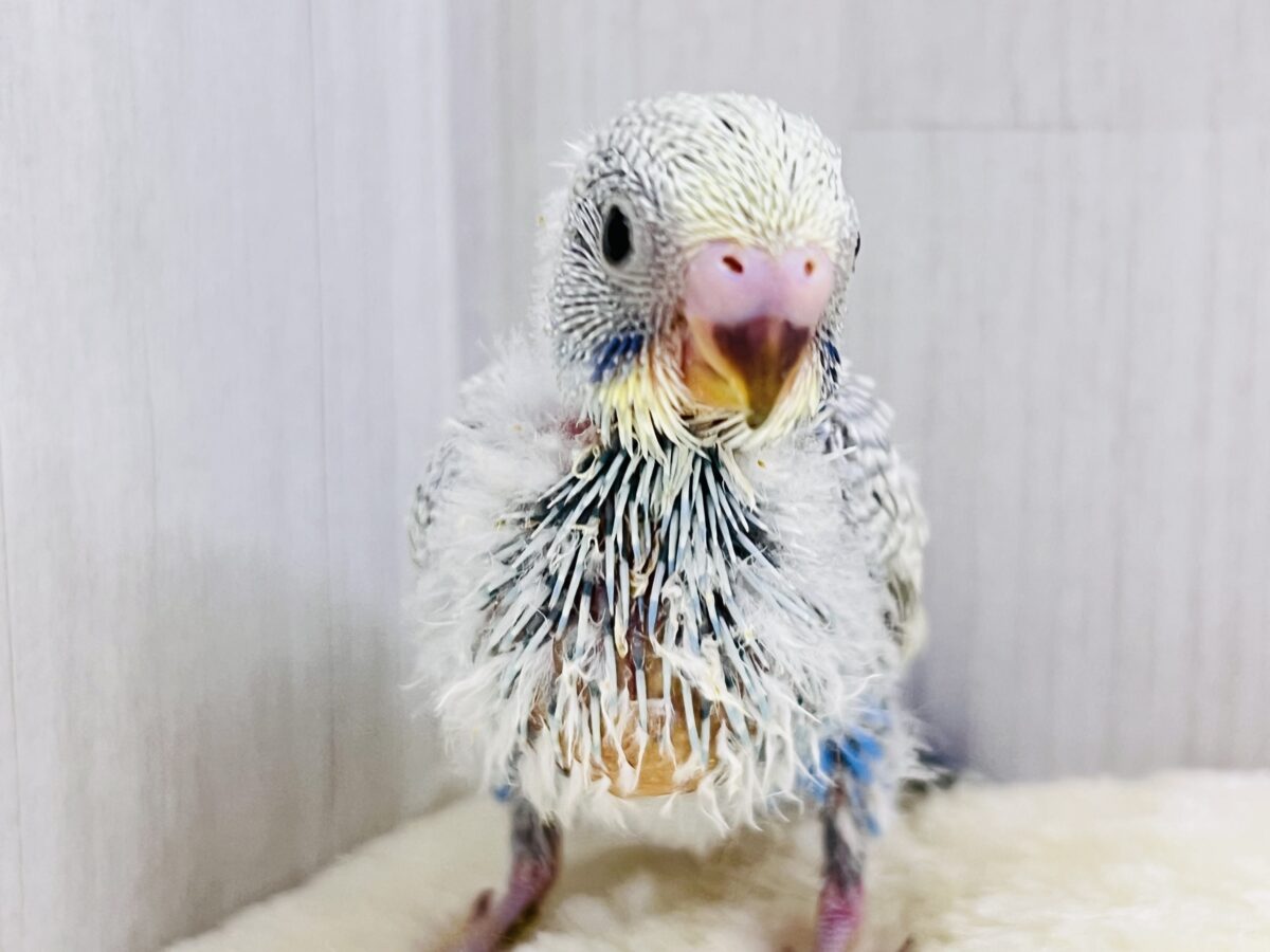 さりげない美しさ✨将来有望です!セキセイインコのパステルレインボースパングル🩶 さりげない美しさ✨将来有望です!セキセイインコのパステルレインボースパングル🩶